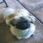 pekingese-puppy