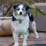 Australian Sheperd Puppy