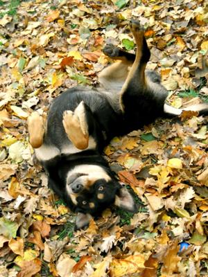 Angel playing in Autum leaves