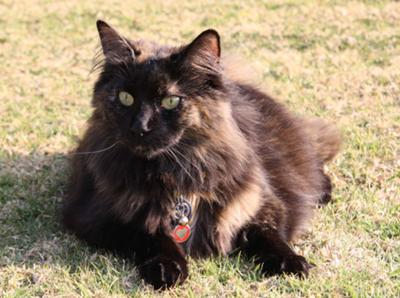 Norwegian Forest Cat