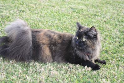 Norwegian Forest Cat