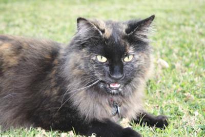 Norwegian Forest Cat