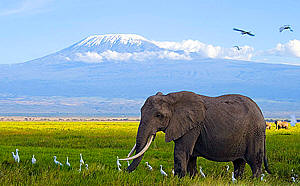 Amboseli Safaris