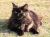 Norwegian Forest Cat